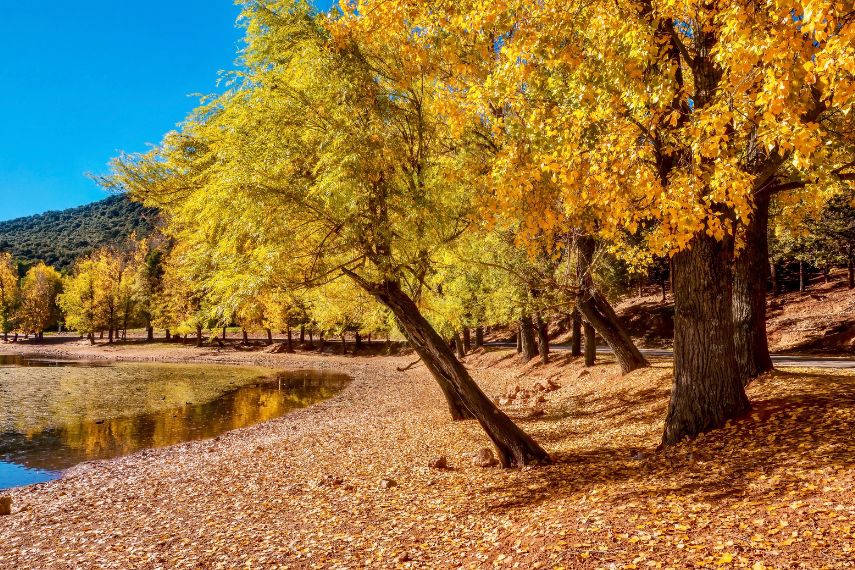 October in Morocco, with autumn foliage on poplar trees next to a lake in Ifrane National Park, located in the Middle Atlas Mountains, Morocco.
