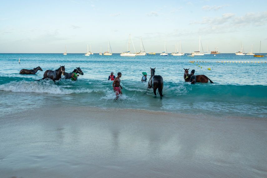 Race horses swimming in the sea on Carlisle bay, Pebbles beach Barbados