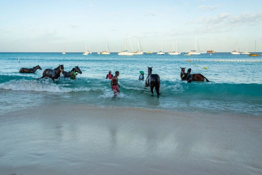 Race horses swimming in the sea on Carlisle bay, Pebbles beach Barbados