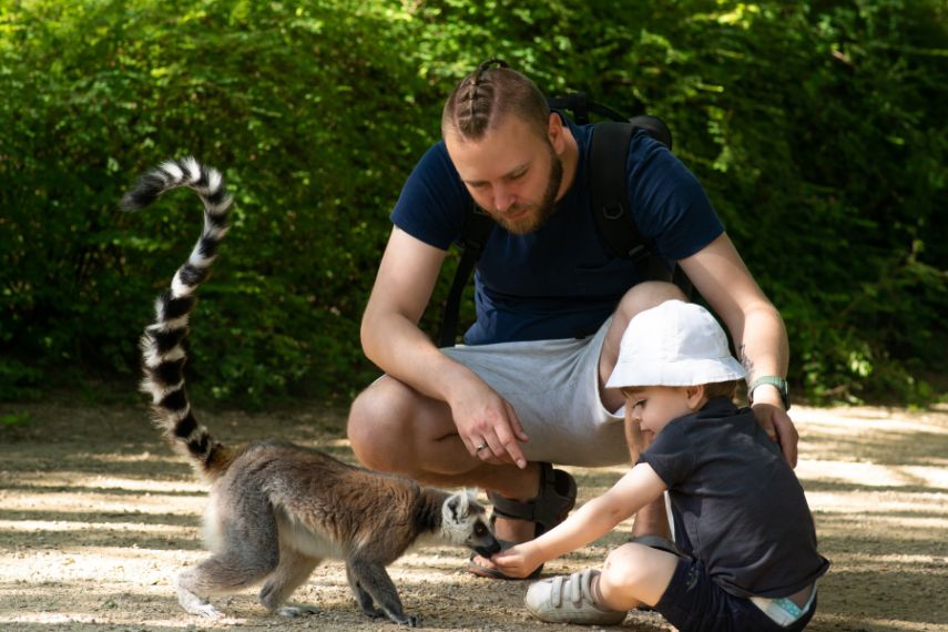 Cute child touching and giving food to lemur animal