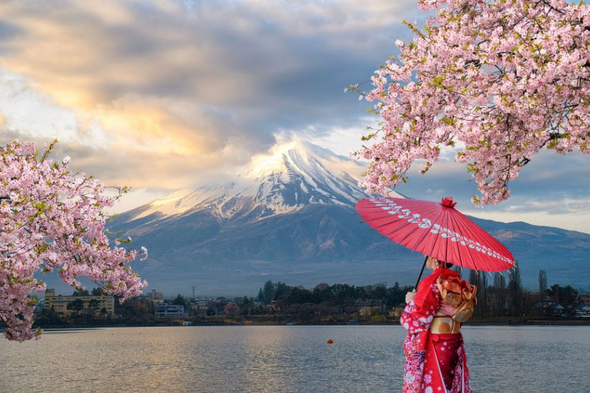 japanese girl in kimono holding umbrella with mount fuji and cherry blossoms in may