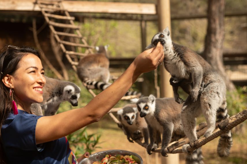 Lemur eating fruit from its carer's hand