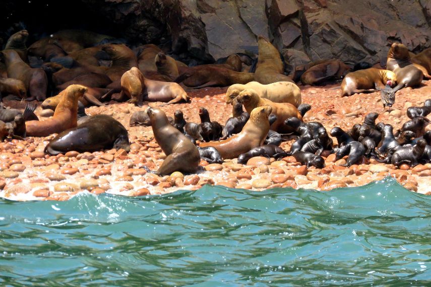 Visit and see sea life of Islas Ballestas