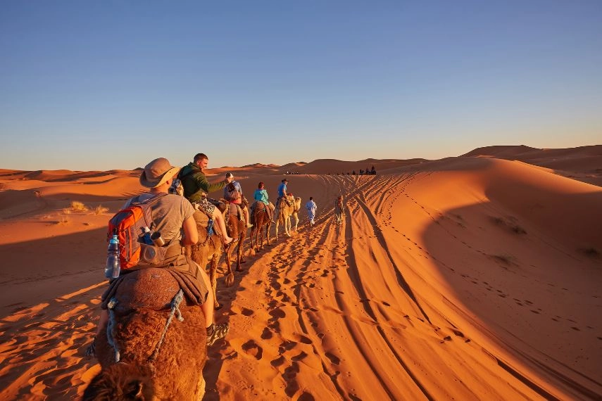 Tourists riding camels in the Sahara Desert
