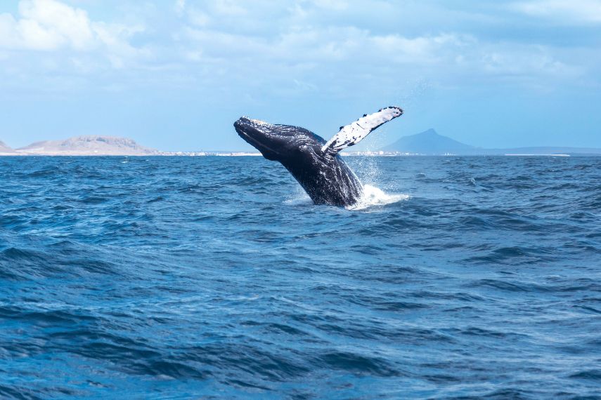 watch humpback whale jumping in Boa Vista