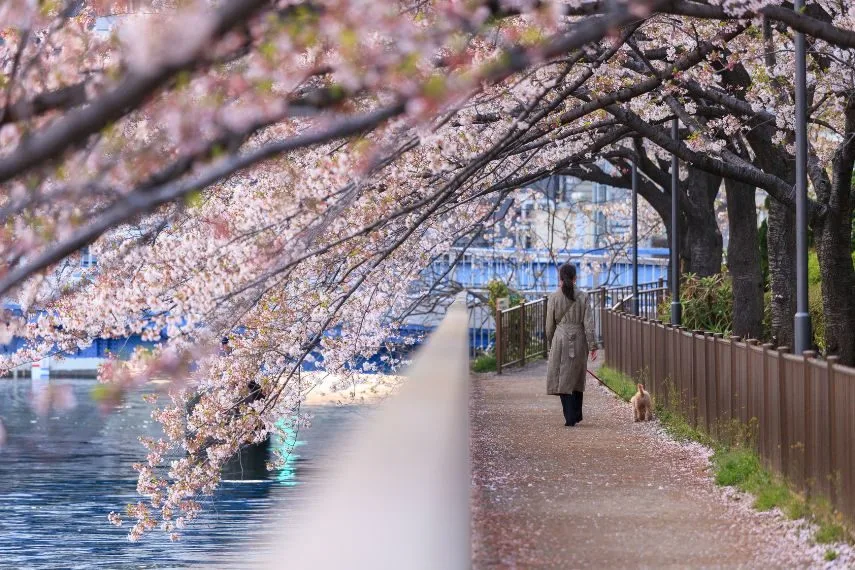 a riverside path during spring in Tokyo