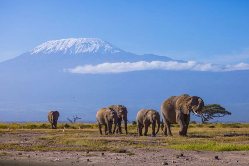 Herd of elephants under Kilimanjaro from Amboseli