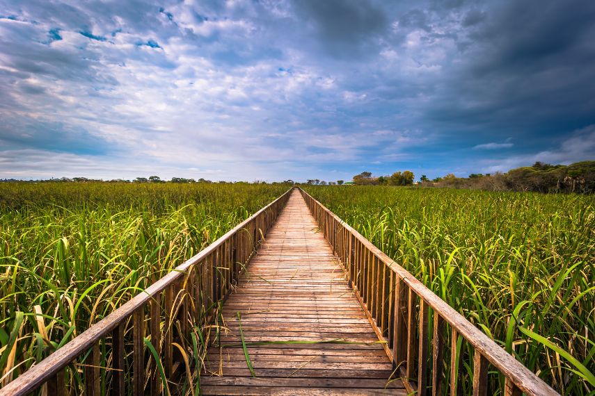 Landscape of the Provincial Ibera park at Colonia Carlos Pellegrini, Argentina