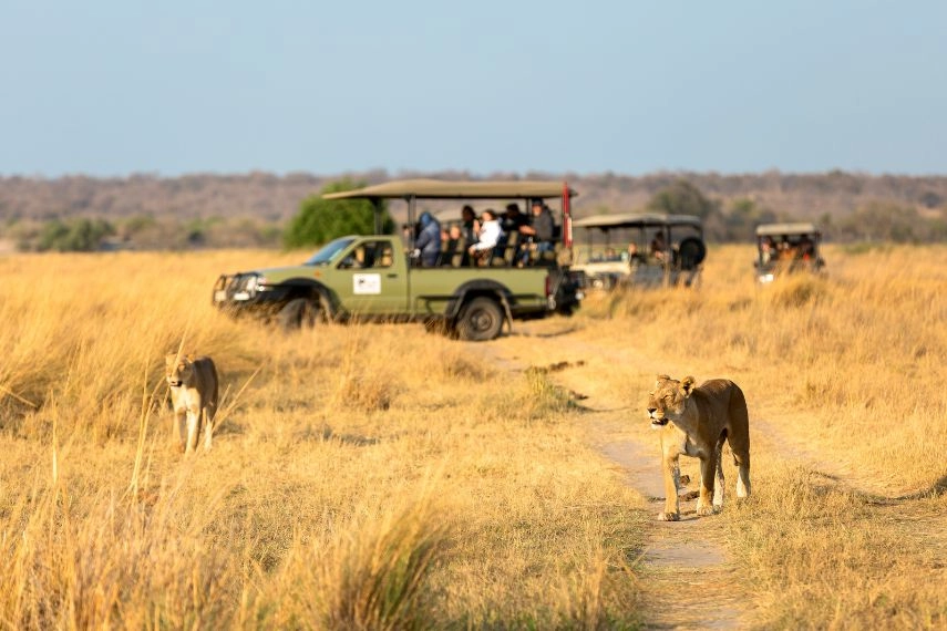 Lionesse walk along the road against the background of a car with tourists. Africa
