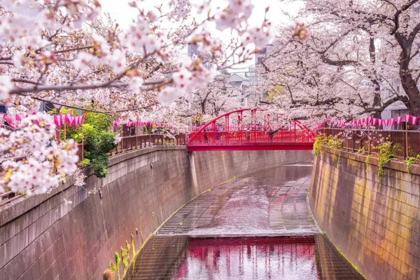 Pink Sakura Tree Tunnel fully blooming in springtime along Meguro river