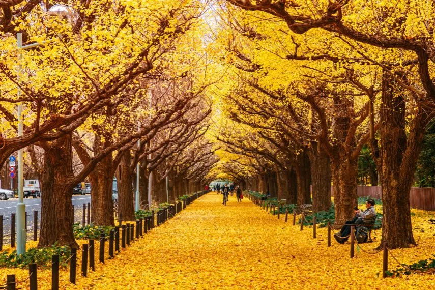 Tokyo yellow ginkgo tree streetTokyo yellow ginkgo tree street