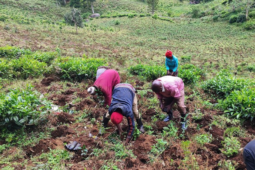Luxtripper's Tree plantation in Tanzania