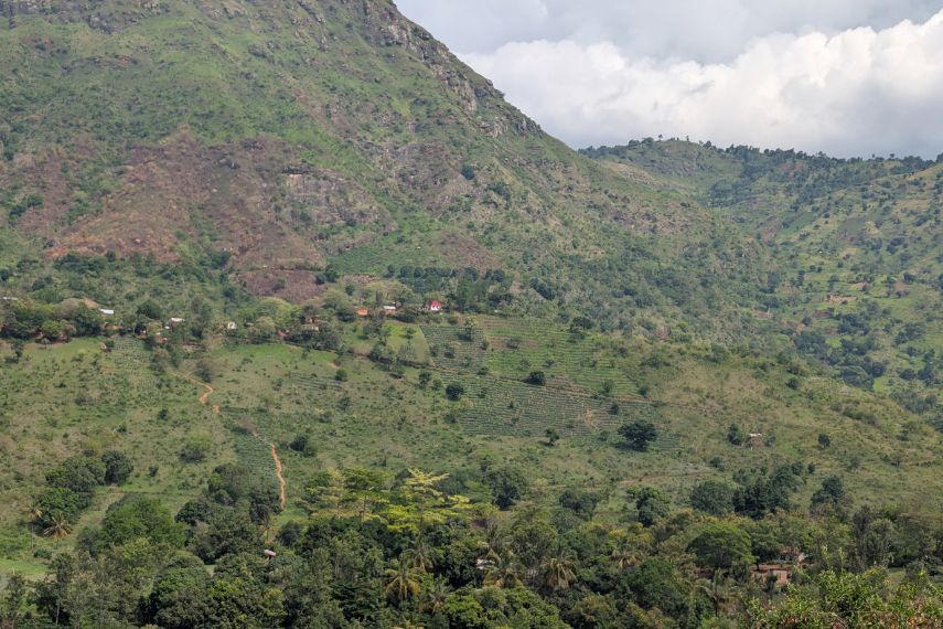 Tree Planting in the Western Usambara Mountains