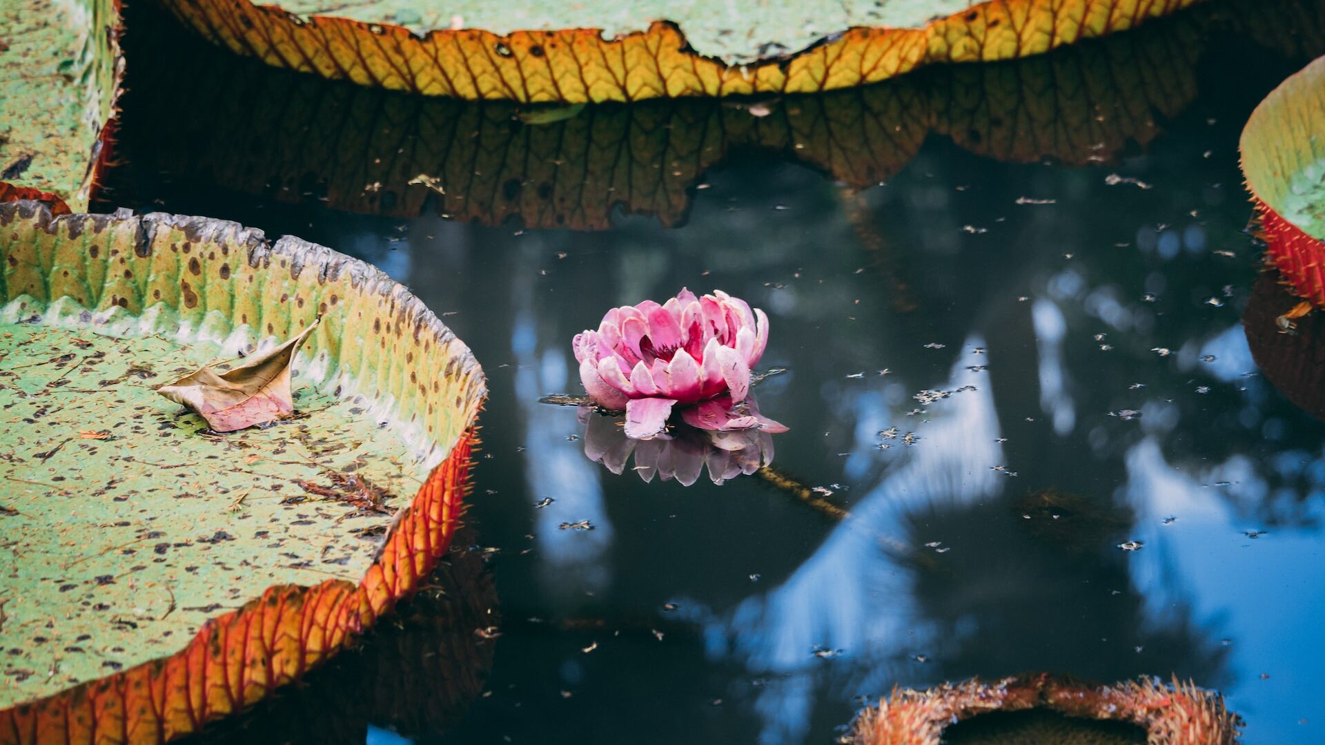 Pamplemousses Botanical garden, Mauritius