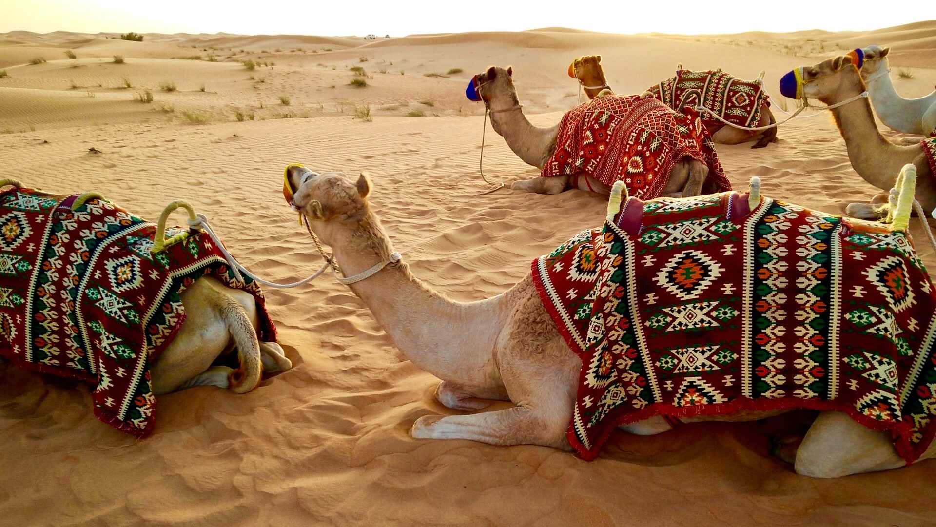 camels sitting on a dune in Dubai desert