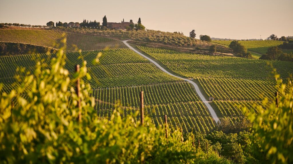 Vineyard, Tuscany
